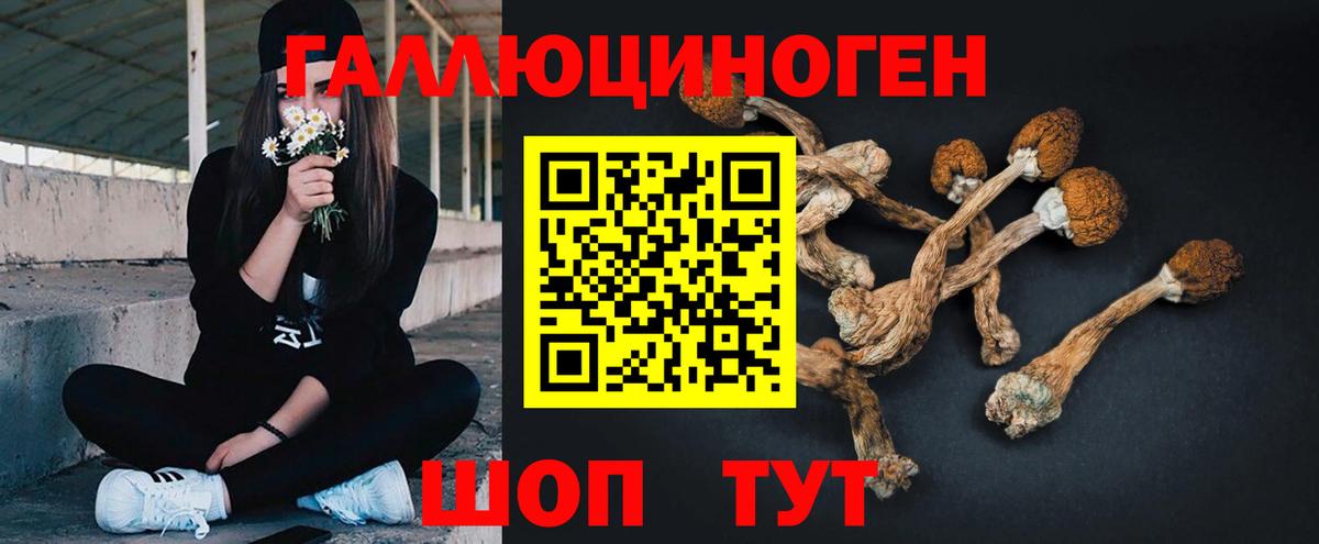 Волоколамск  Галлюциногенные грибы Cubensis  Вход с VPN 